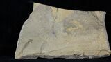 Permian Branchiosaur (Amphibian) Fossil - Germany #31697-1